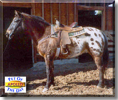 Apollo, the Pet of the Day