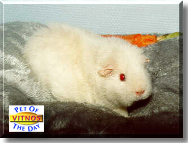 Vitnos, the Pet of the Day
