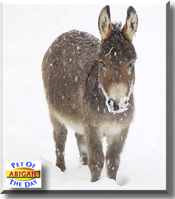 Abigail, the Pet of the Day