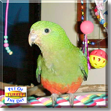 Turkey, the Pet of the Day