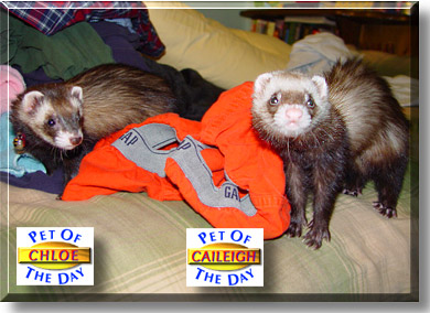 Chloe, Caileigh, the Pet of the Day