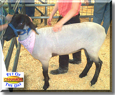 Cinnamon, the Pet of the Day