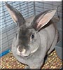 Chloe the Opal Mini Rex