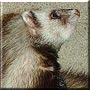 Pippin the Hooded Sable Ferret