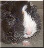 Melon the Abysinnian mix