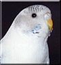 Louie the Budgie