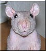 Chia the Hairless Rat