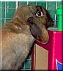 Pooh Bear the Torte Holland Lop
