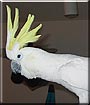 Chipper the Cockatoo