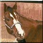 Hustler's Scarlet the Purebred Appaloosa