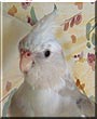 Molly the Cockatiel