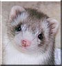 Buffy the Ferret