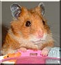 Emperor Itchy the Satin Hamster