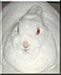 Sugar the Netherland Dwarf