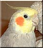 Bird the Cockatiel