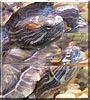 Flip, Spot the Turtles