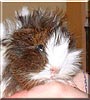 Miss Mop the Abyssinian Guinea Pig