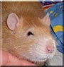 Helios the Brown hooded Rat