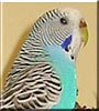 Tweety the Budgie