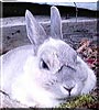 Silver the Dwarf Rabbit