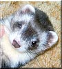 Rascal the Marshall ferret