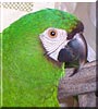Emmy the Severe Macaw