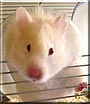Snowflake the Teddy Bear Hamster