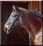 Apollo the Appaloosa Horse