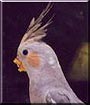 Bailey the Gray Cockatiel