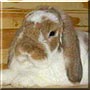 Rowdy the Holland Lop Rabbit
