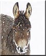 Abigail the Miniature Donkey