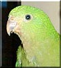 Turkey the Australian King Parrot