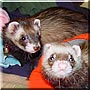 Chloe, Caileigh the Ferrets