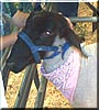 Cinnamon the Lamb