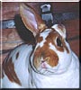 Peanut Butter the Mini Rex Rabbit