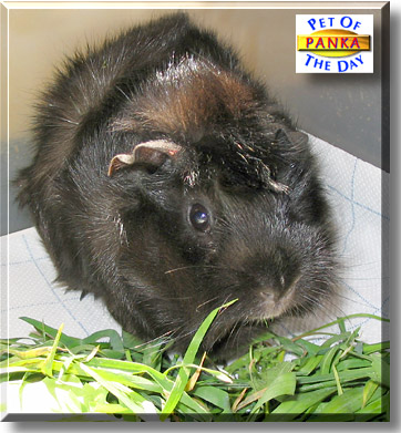 Panka, the Pet of the Day