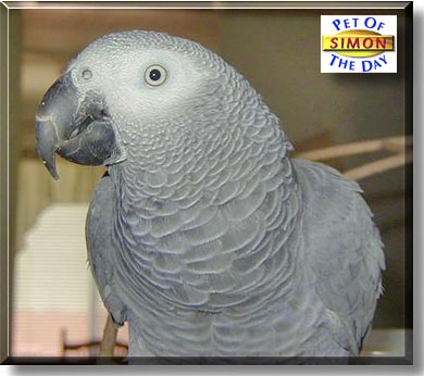 Simon, the Pet of the Day