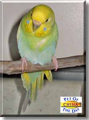 China, the Pet of the Day