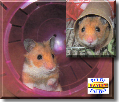 Hayley Rebekah, the Pet of the Day