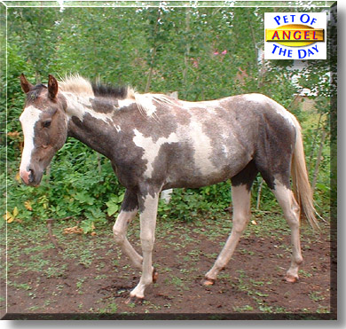 Angel, the Pet of the Day