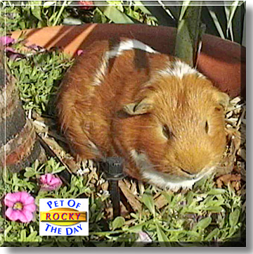 Rocky, the Pet of the Day