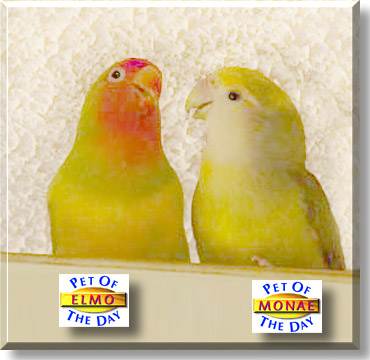 Elmo and Monae, the Pet of the Day