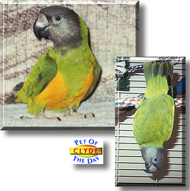 Clyde, the Pet of the Day
