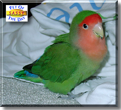 Sassy, the Pet of the Day