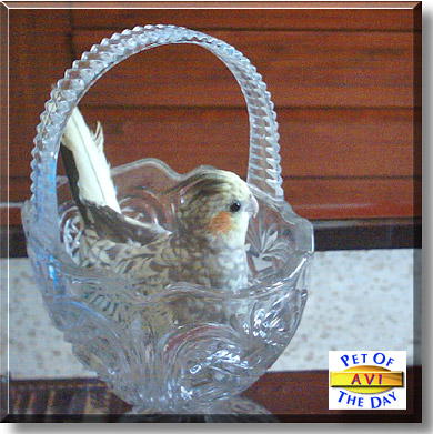 Avi, the Pet of the Day