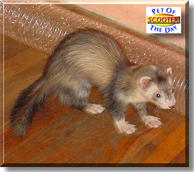 Scooter, the Pet of the Day