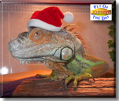 Johnny, the Pet of the Day