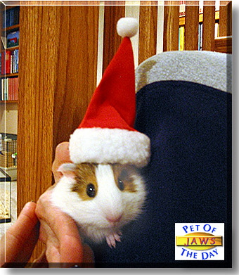 Jaws, the Pet of the Day