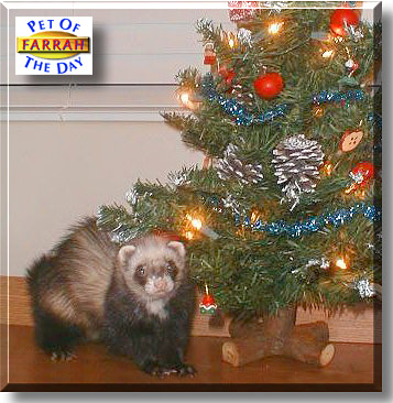 Farrah, the Pet of the Day