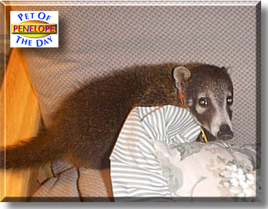 Penelope, the Pet of the Day